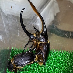 ネプチューンオオカブト3令幼虫　他オオクワガタの画像