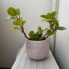 観葉植物　ペペロミアグリーン　鉢植えの画像