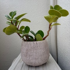 観葉植物　ペペロミアグリーン　鉢植えの画像