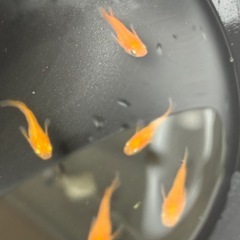 皇帝メダカ5匹の画像