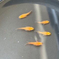 皇帝メダカ5匹の画像