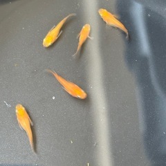 皇帝メダカ5匹の画像