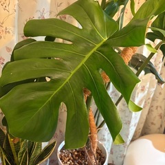 モンステラ　観葉植物の画像