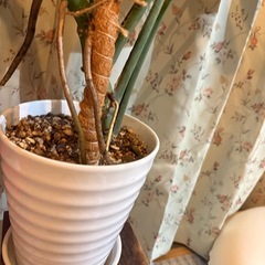 モンステラ　観葉植物の画像