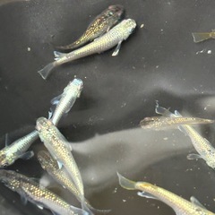 ラメ系メダカ10匹の画像