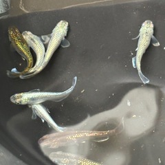 ラメ系メダカ10匹の画像