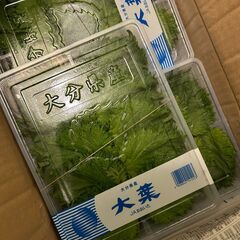 【大葉100枚500円】仕入れミスにつき格安販売｜本日入荷・宮之浦の画像