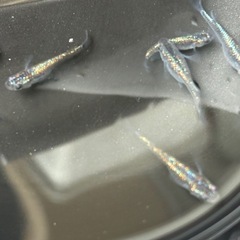 ラメ系メダカ10匹の画像