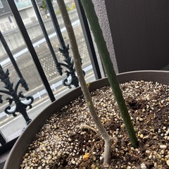 オリーブの木の画像