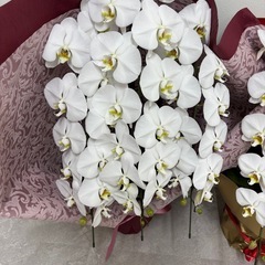 🌸 **胡蝶蘭をお譲りします！** 🌸の画像