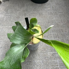 観葉植物、ビカクシダの画像