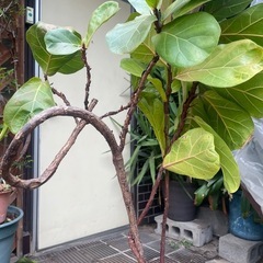 観葉植物　フィカスバンビーノ曲がり　高さ１５５センチの画像