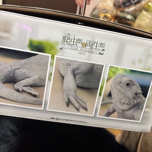 フトアゴヒゲトカゲフィギュア
