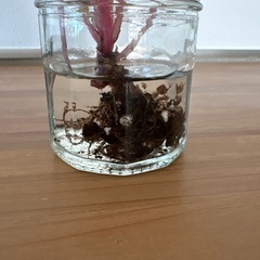 ペペロミア　キトの画像