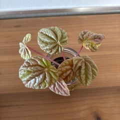 ペペロミア　キトの画像