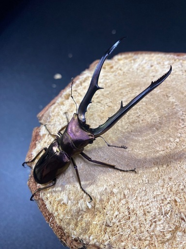 メタリフェルホソアカクワガタ♂72〜78mmペア3頭＋おまけ