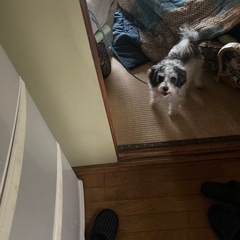 家での飼育が困難になったため里親を探しています。