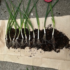 値下げしました！ねぎの苗（夏扇パワー）の画像