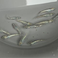メダカ　サボテン　めだか　12匹❗️の画像