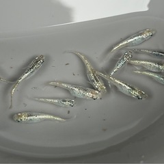メダカ　サボテン　めだか　12匹❗️の画像