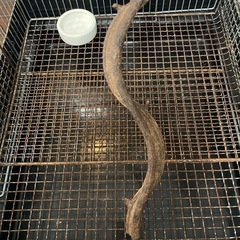 モモンガケージの画像