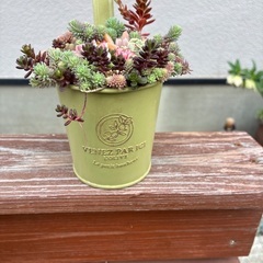 エケベリア、セダム寄せ植えの画像