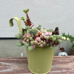 エケベリア、セダム寄せ植えの画像