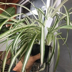 元気な折り鶴ラン　ボランティア花壇の資金集めですの画像