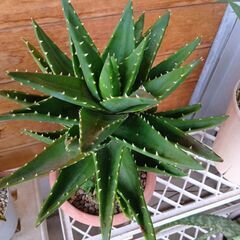  アロエ 不夜城　☘️🪴🌿Aの画像