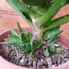  アロエ 不夜城　☘️🪴🌿Aの画像