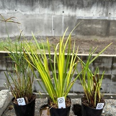 水生植物・ビオトープの画像