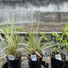 水生植物・ビオトープの画像
