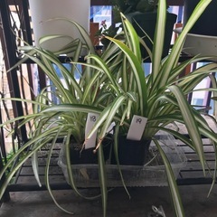 折り鶴ランの画像