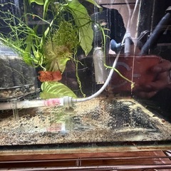 熱帯魚恵庭　コリドラス　カウデイマキュラータス&水槽セットの画像