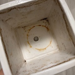 観葉植物鉢植え　陶器の画像