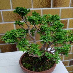 盆栽1つ1000円の画像