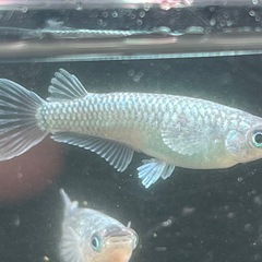 超極上　マーメイドブルー1ペア　めだか　メダカの画像