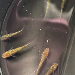 【ワンコイン】背中がキラキラ！黄金ラメメダカ 5匹＋おまけ1匹（500円）の画像