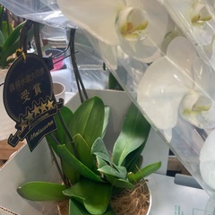 【完全新品】開店祝い・贈答用に◎ 豪華3本立て胡蝶蘭 ラッピング付き  農林水産大臣賞受賞の画像