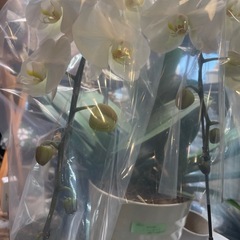 【完全新品】開店祝い・贈答用に◎ 豪華3本立て胡蝶蘭 ラッピング付き  農林水産大臣賞受賞の画像