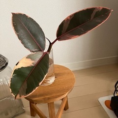 観葉植物　フィカスルビーの画像