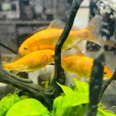 金魚(小赤)約5cm １〜３匹の画像