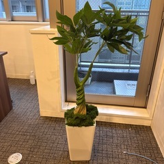 観葉植物の画像