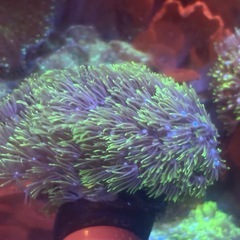 スターポリプの画像