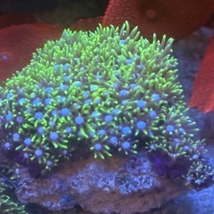 スターポリプの画像