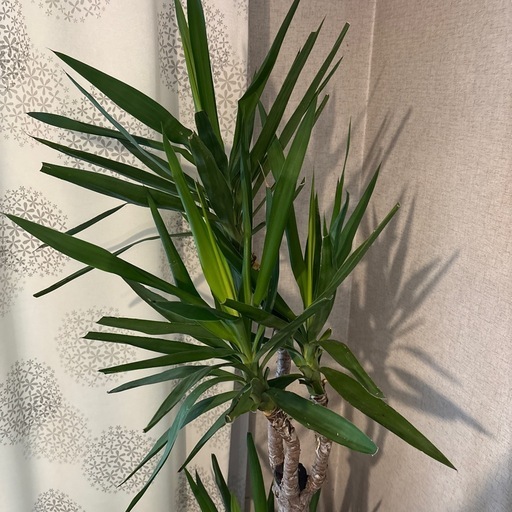 観葉植物 ユッカ エレファンティペス 青年の木 鉢植え 大型4月21日処分