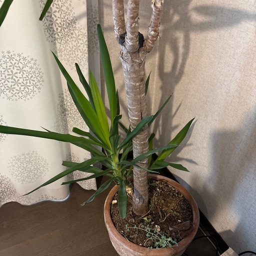 観葉植物 ユッカ エレファンティペス 青年の木 鉢植え 大型4月21日処分
