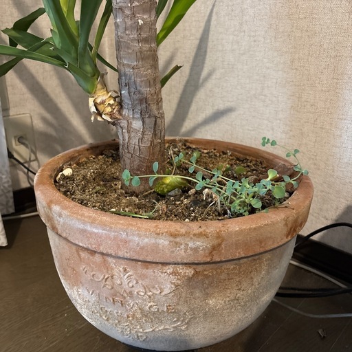 観葉植物 ユッカ エレファンティペス 青年の木 鉢植え 大型4月21日処分
