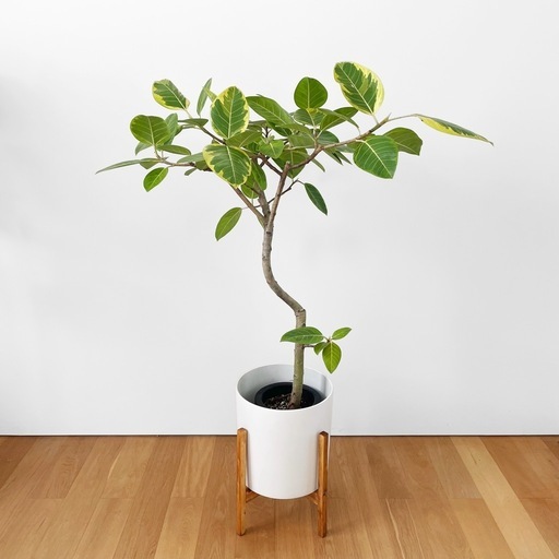 観葉植物 フィカス アルテシマ