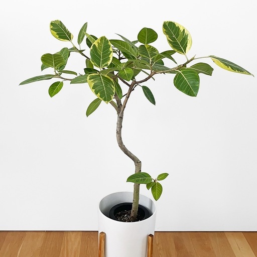 観葉植物 フィカス アルテシマ
